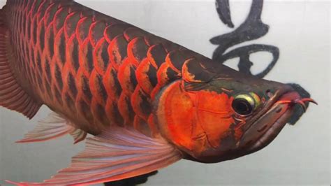 紅色的魚種類 青龍 風水
